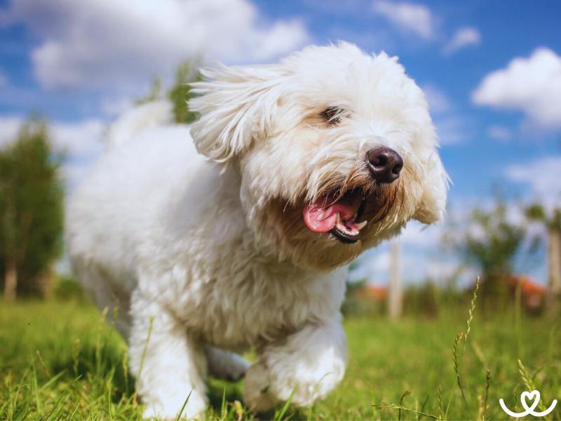 Plemeno-coton-de-tulear (2)